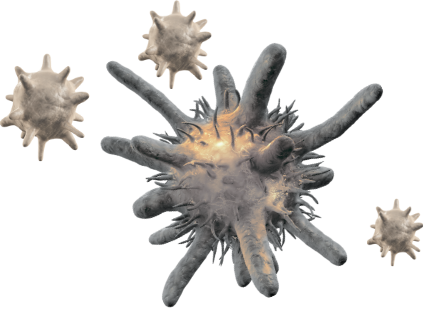 Antibody-coated platelets