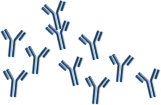 Anti-platelet antibodies
