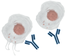 Antibody-coated platelets