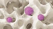 Anti-platelet antibodies